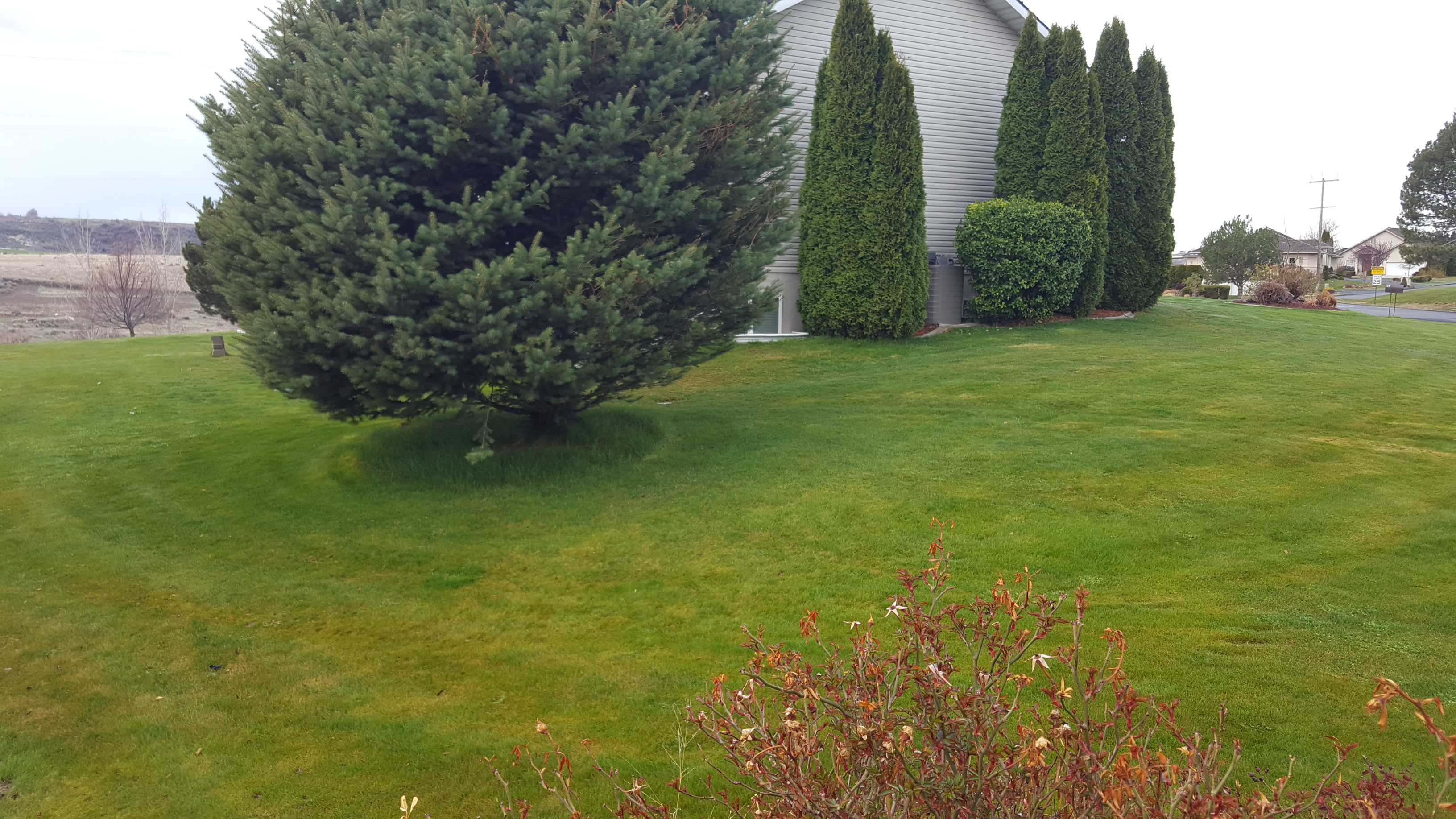 Well-maintained sports turf